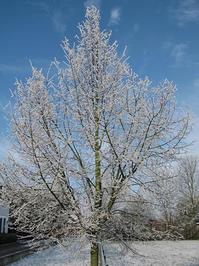 Hoarfrost tree