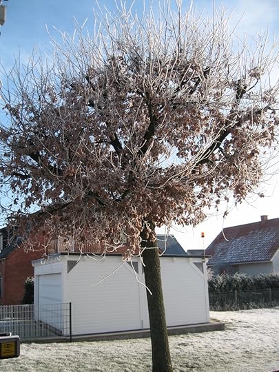 Hoarfrost oak