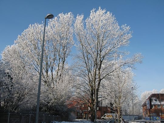 Hoarfrost trees
