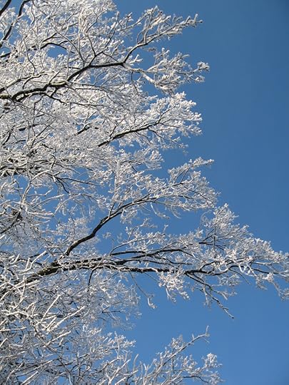 Hoarfrost branches