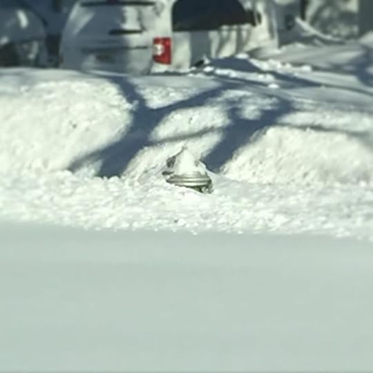 This is what we woke up to. That's the very top of the fire hydrant. Sigh. So much snow. #blizzard2016 #snow #dailyphoto #ig2016 #365days