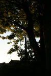 MILL 7 DARK
