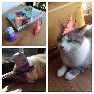 pensé que no iba a ser tan divertido pero si fue... (I didn't think it'd be this fun) #TinyHatsOnCats