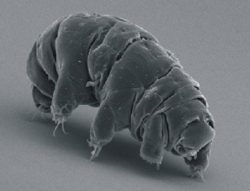 SEM_image_of_Milnesium_tardigradum_in_active_state_-_journal.pone.0045682.g001-2.png