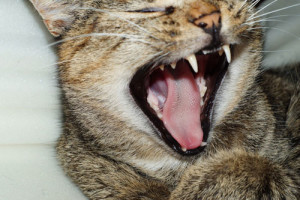 cat-yawningRESIZED