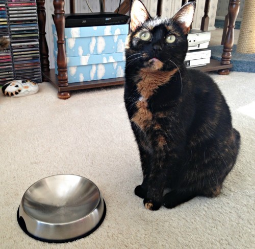 Dr.-Catsby-bowl