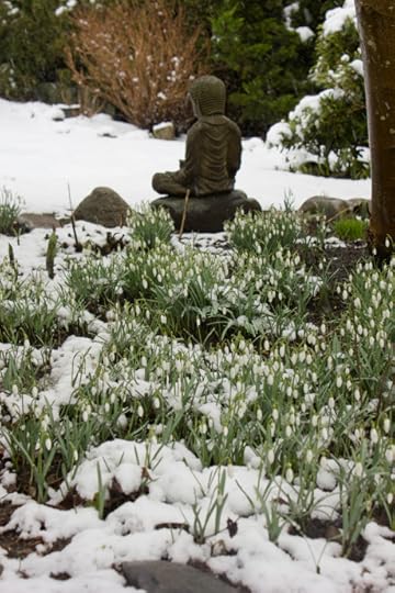 BuddhaSnow110