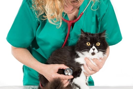 Cat Friendly Pratices make exam times fear free fro cats.