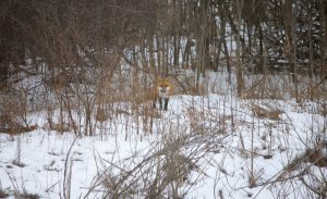 FoxB02