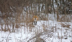 FoxB03