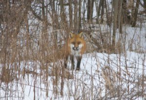 FoxB04