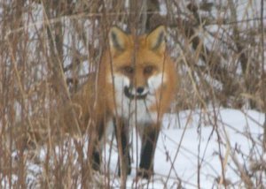 FoxB05
