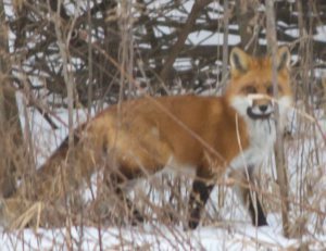 Fox05