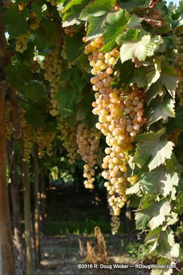 Moscato