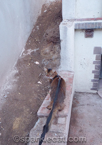 somali cat looking at wall construction