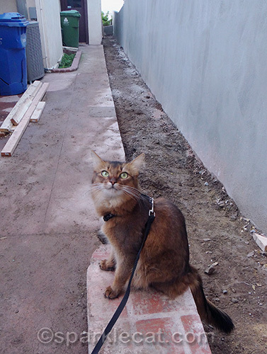 Somali cat inspecting concrete work