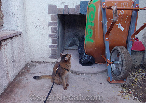 Somali cat inspecting a wheelbarrow