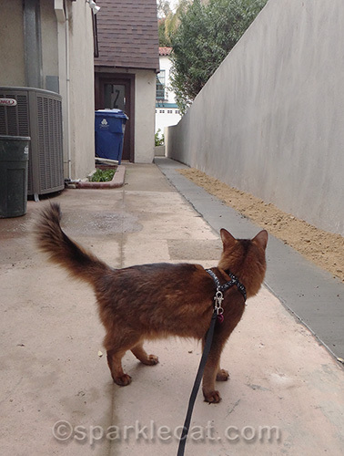 Somali cat inspects concrete work