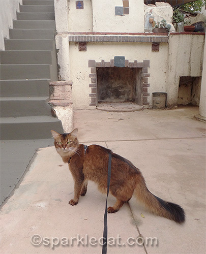 Somali cat in front of freshly poured steps.