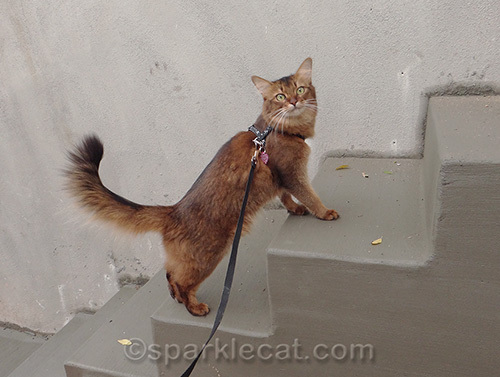 Somali cat on freshly poured steps