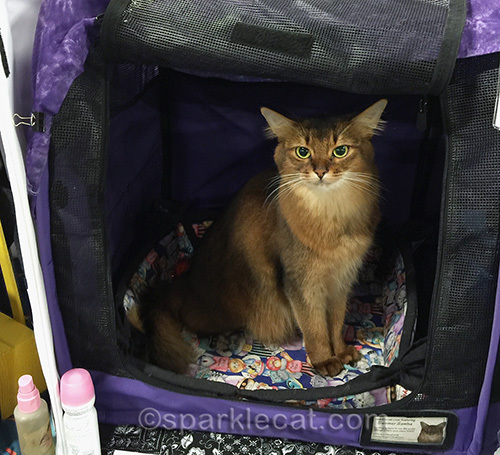 somali cat at San Diego Cat Show