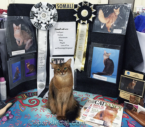Somali cat in front of a breed booth