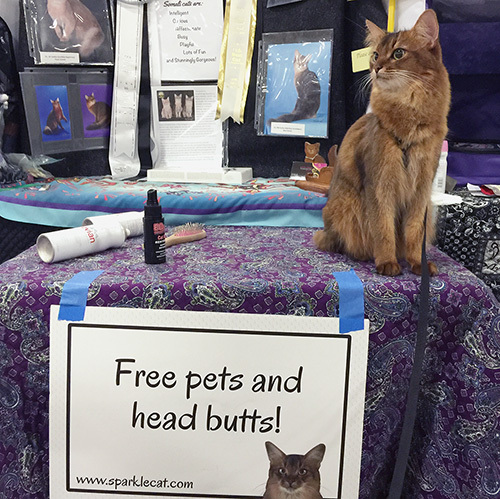 Somali Pet Me cat at the San Diego cat show
