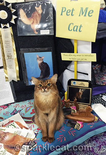 Somali Pet Me cat at the San Diego cat show