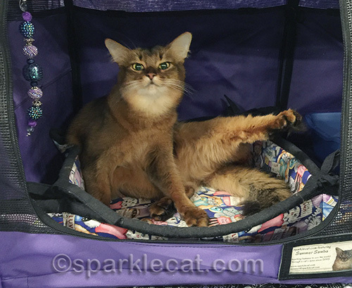 somali cat in compromising position