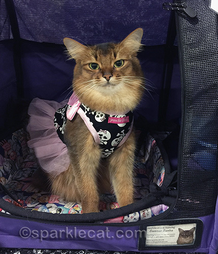 Somali cat in a pink and black skull print tutu dress