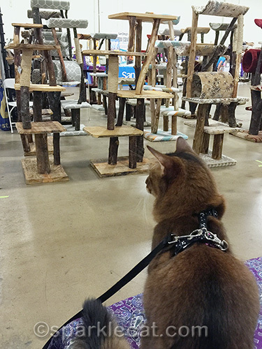 Somali cat at the San Diego Cat Show looking at cat trees