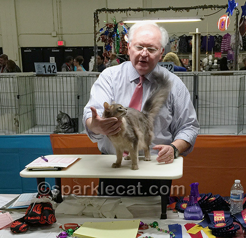 Blue Somali cat at a cat show final