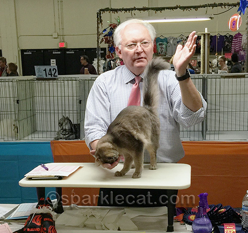 Somali cat being affectionate in cat show ring