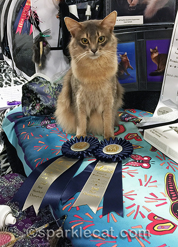 Grand Champion blue Somali cat with cat show ribbons