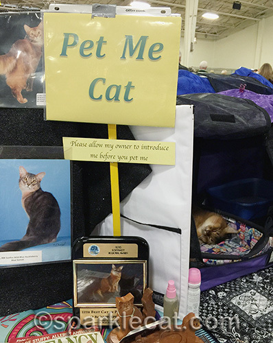 somali pet me cat sleeping on the job