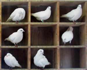 To pigeon-hole or to fight the box? (Picture via Wikipedia)
