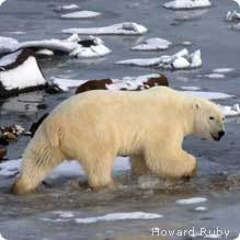 PolarBearsWalkingThroughWater_HowardRuby_219x219