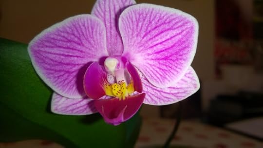 close up orchid