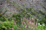 applesonwall