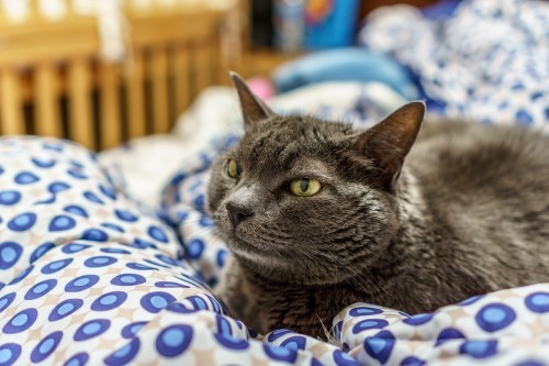 cats-houseguests
