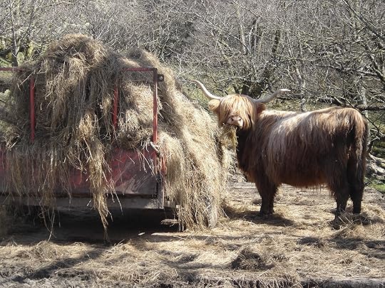 This is a cow. Cows eat Straw Bale Houses. Your home is not safe if you own a Cow. Be like Justin. Don't buy a Cow.