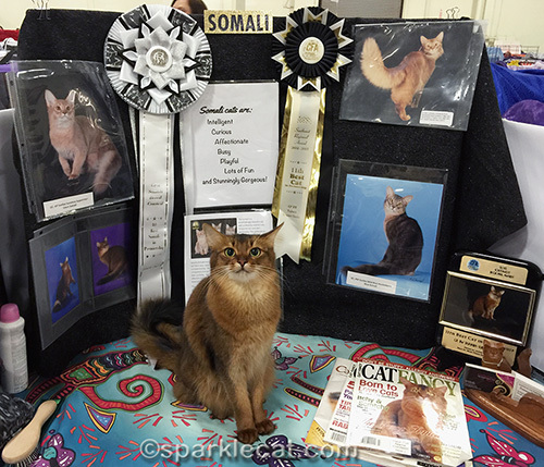 Dubious Somali cat in front of a breed booth at a cat show