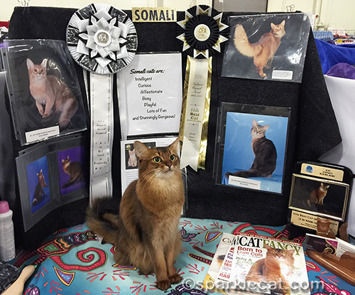 Somali cat looking camera right in front of a breed booth at a cat show
