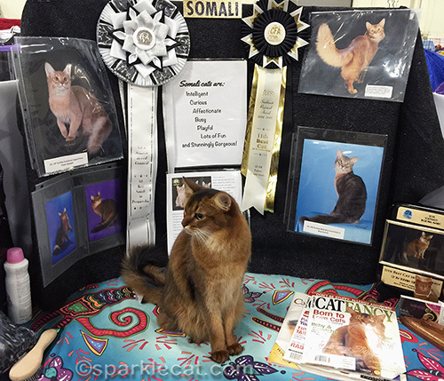 Somali cat looking camera left in front of a breed booth at a cat show