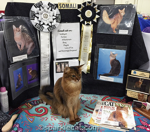 Somali cat refusing to look at the camera in front of a breed booth at a cat show