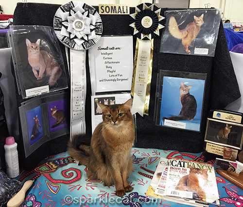 Impatient Somali cat in front of a breed booth at a cat show