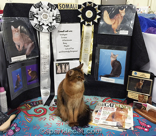 Somali cat being a brat in front of a breed booth at a cat show