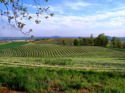 summer hills and pasture in the Shenandoah Valley