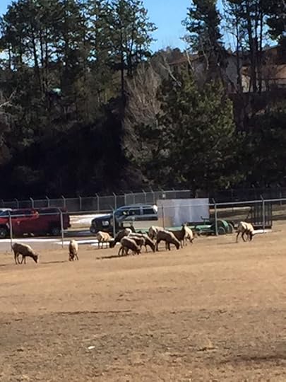 big horn sheep