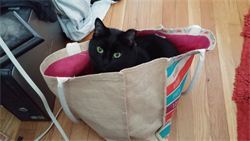 Hutch-cat in a bag
